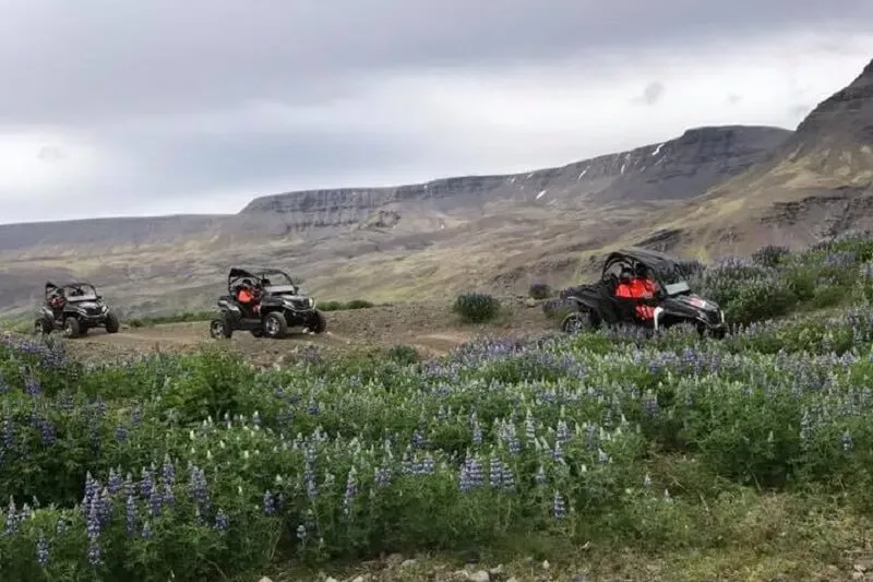 Three buggies driving through purple lupins below a flat-topped mountain
