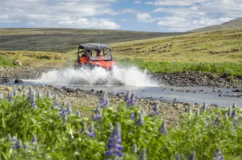 Buggy splashing through a river with lupins in the foreground
